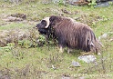 Boeuf musque 9696